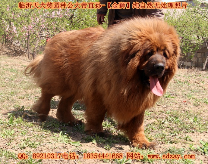 ʨ